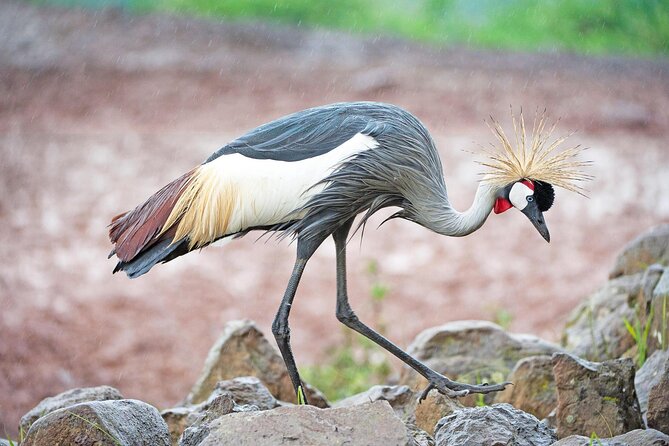 African Wildlife Safari 7 Days - Key points at a glance