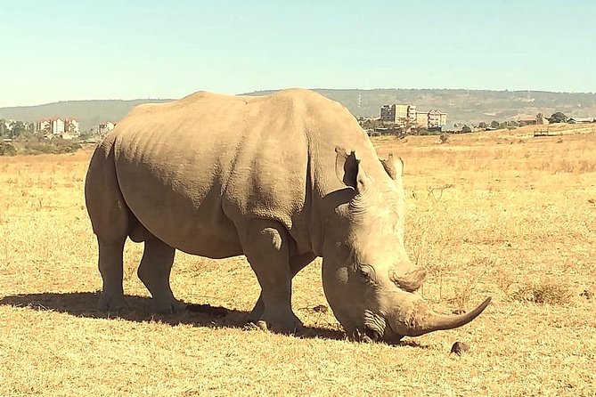 Afternoon half day mini safari to Nairobi National Park - Four hours of searching for wildlife