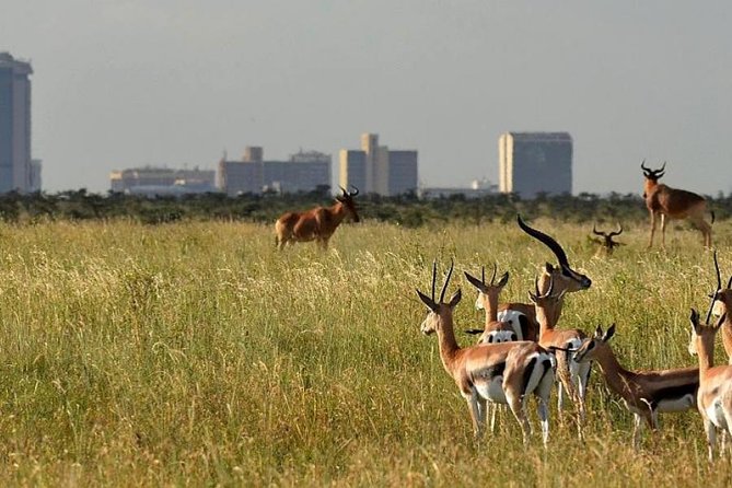 Afternoon half day mini safari to Nairobi National Park - The guides make the short schedule work