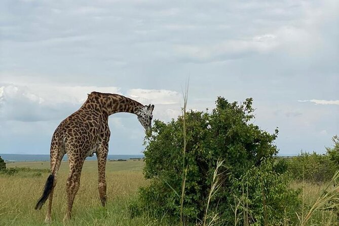 Afternoon half day mini safari to Nairobi National Park - Who will get the most from this safari