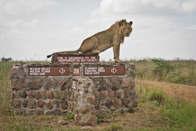 Afternoon half day mini safari to Nairobi National Park - Entering through the main gate