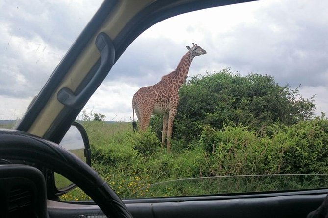 Airport Pick Up To Nairobi National Park / Drop Off - Why this works well for a long layover