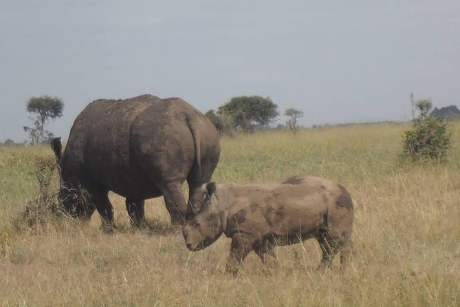 Airport Pick Up To Nairobi National Park / Drop Off - Practical details that affect your day