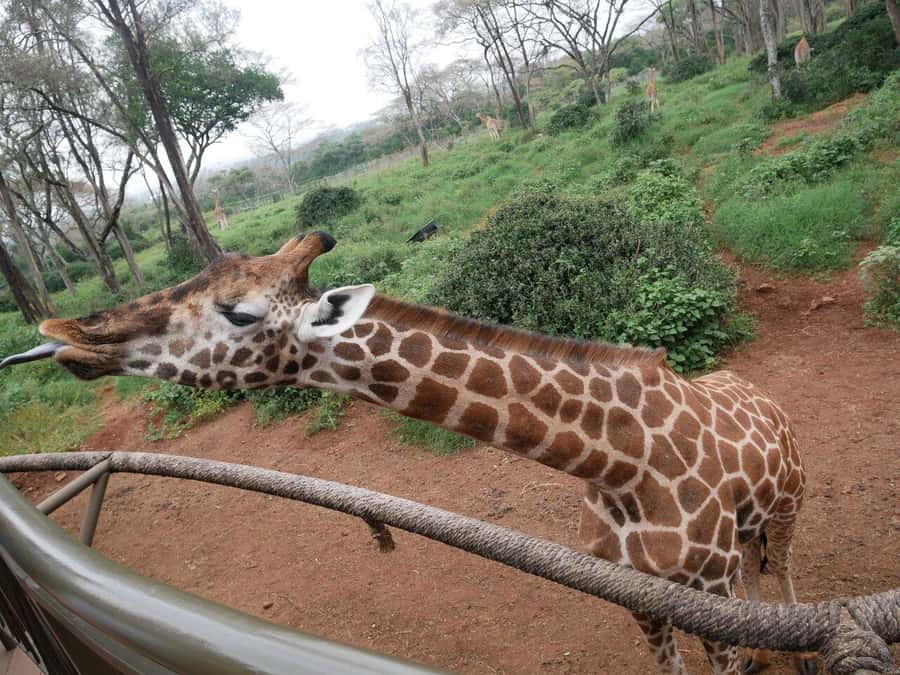 All-Inclusive: Giraffe Centre & Kazuri Beads Factory Visit - Key points to know