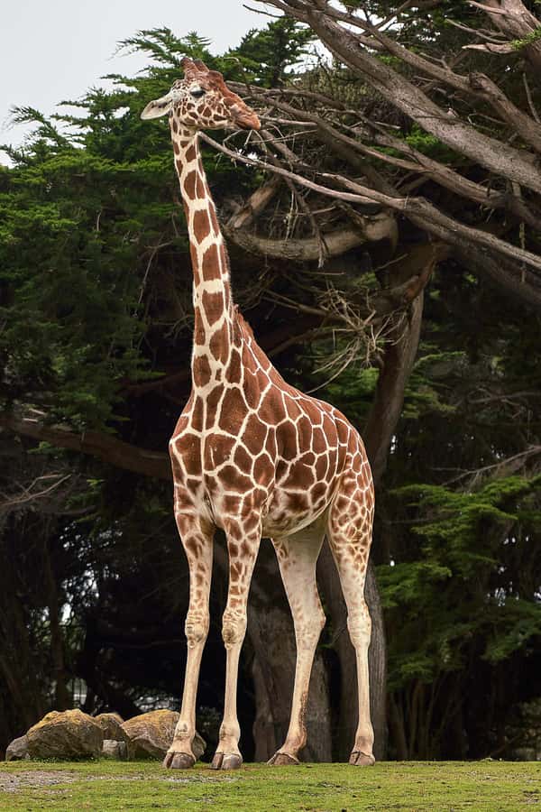All-Inclusive: Giraffe Centre & Kazuri Beads Factory Visit - Feeding giraffes in Karen