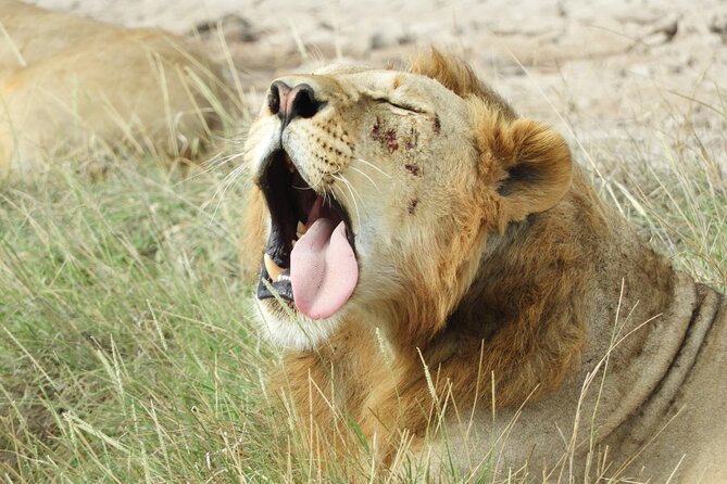 Amboseli Day Tour from Nairobi - What the $190 price really covers