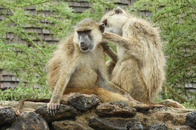 Amboseli Day Tour from Nairobi - Who will enjoy this day trip most