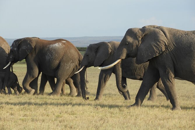 Amboseli Day Tour from Nairobi - The road to Amboseli