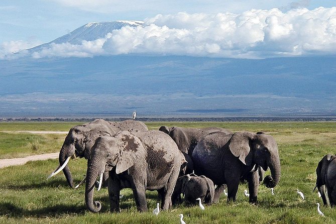 Amboseli Day Trip from Nairobi - Lunch at Your Own Cost