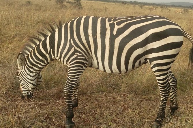 Amboseli Day Trip from Nairobi - Adding the Maasai Village Visit