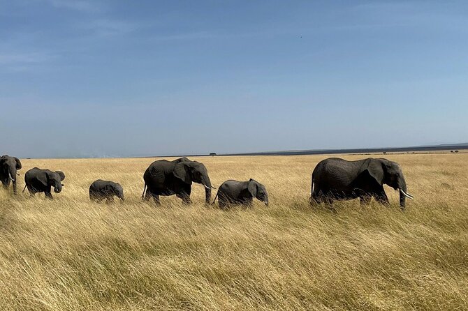 Amboseli day trip with pick up - Key points to know before booking