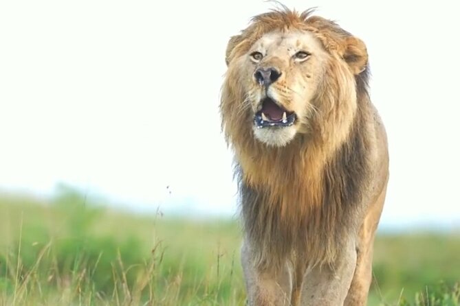 Amboseli Day Trip with Pickup - Who should book this Amboseli day trip