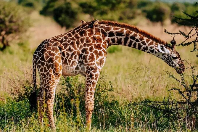 Amboseli Day Trip with Pickup - The 5:00am pickup and the road south