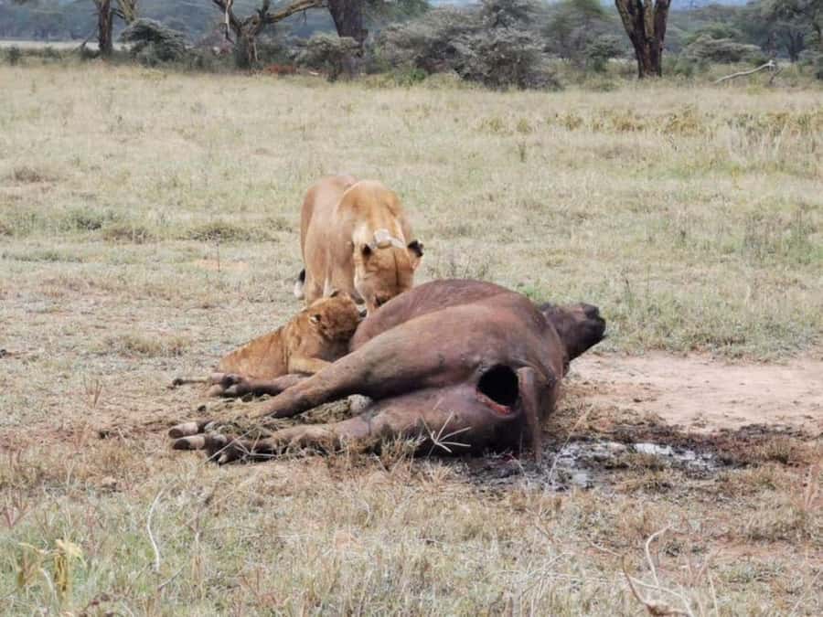 Amboseli National Park 3-Day Safari from Nairobi - Key points to know before booking