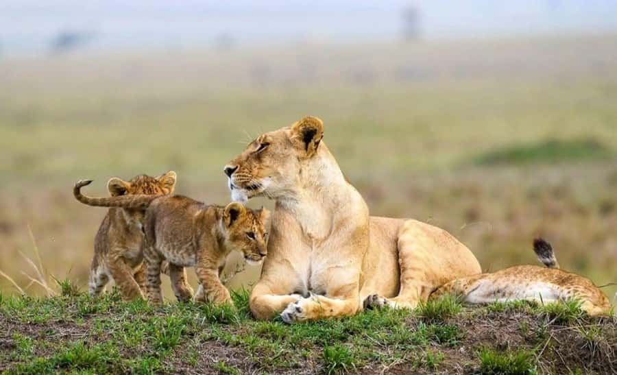 Amboseli National Park 3-Day Safari from Nairobi - Why Amboseli is worth three days