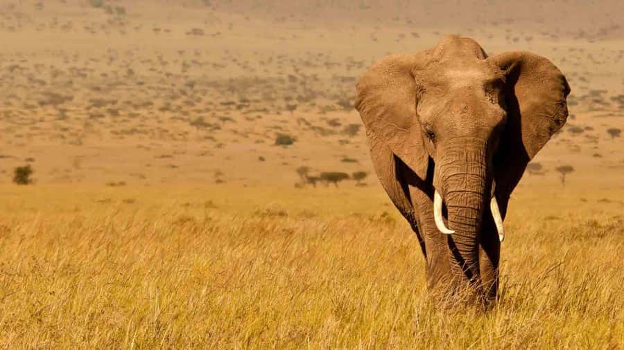 Amboseli National Park 3-Day Safari from Nairobi - First game drive across Amboseli’s open plains