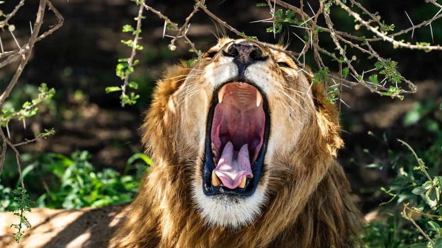Amboseli National Park 3-Day Safari from Nairobi - Morning light, sunset drives, and the best viewing hours
