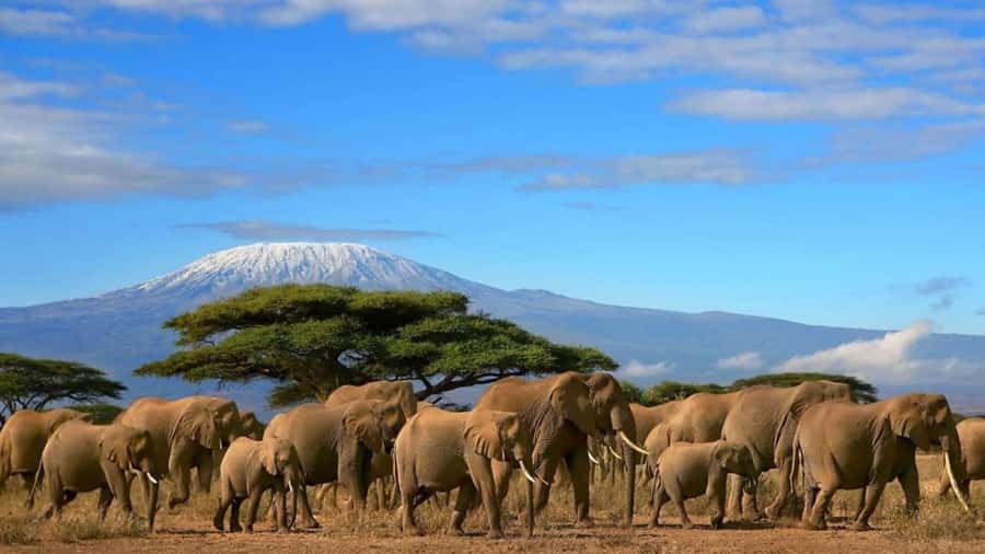 Amboseli National Park 3-Day Safari from Nairobi - Who will enjoy this safari most