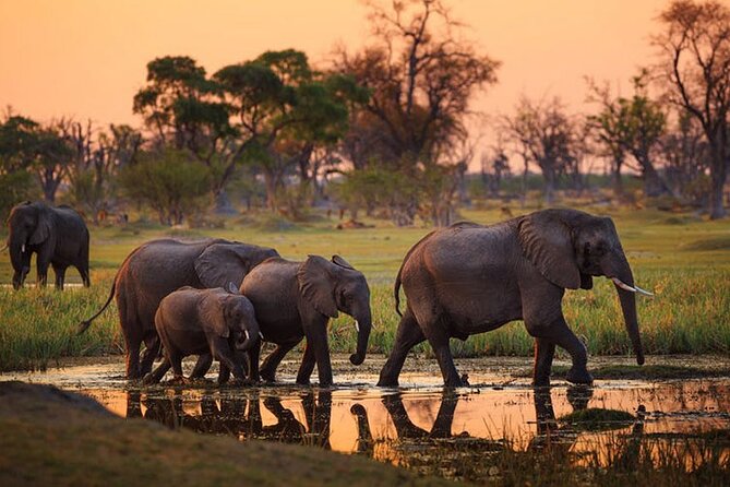 Amboseli National Park Day tour; Free Wifi Connection - Why Amboseli makes sense for a day from Nairobi