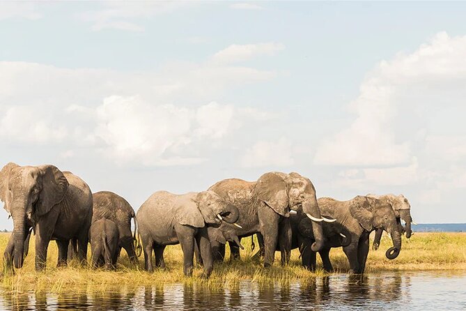 Amboseli National Park Day tour; Free Wifi Connection - The morning game drive inside Amboseli