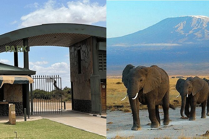Amboseli National Park Day tour; Free Wifi Connection - Lunch at Oltukai Lodge and the afternoon exit drive