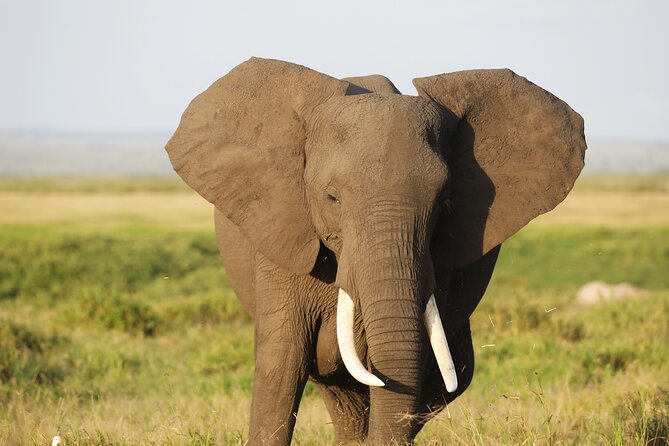 Amboseli National Park Day tour; Free Wifi Connection - Vehicle comfort, communication, and private pacing