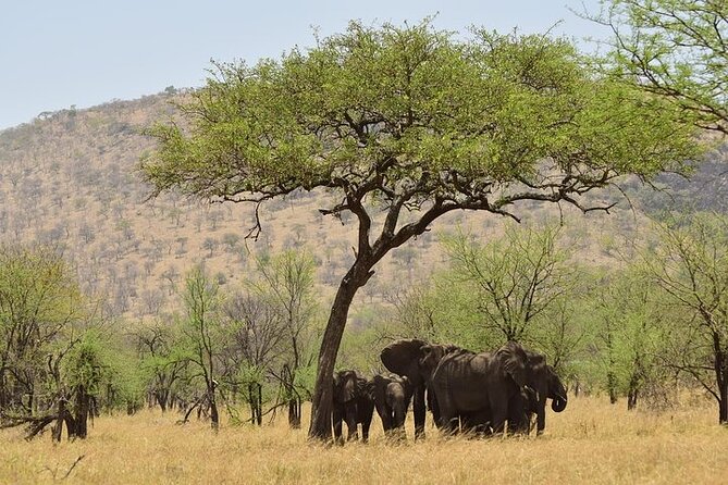 Amboseli National Park Day tour; Free Wifi Connection - Crossing Maasai country toward the park