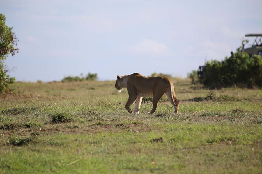 Amboseli National Park Day Trip and Maasai Village Visit - The 4:30 a.m. start from Nairobi