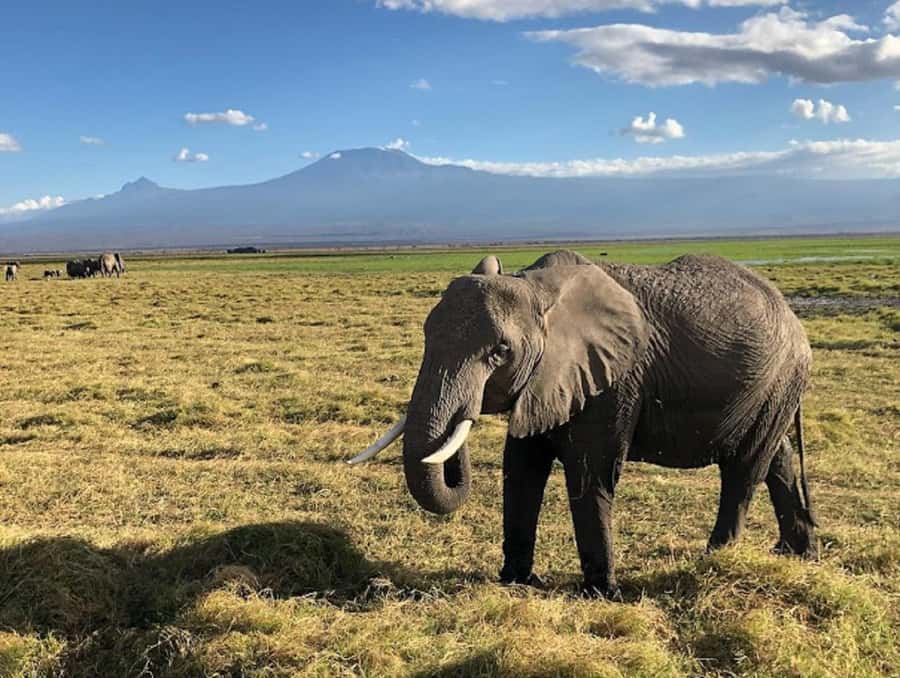 Amboseli National Park Day Trip and Maasai Village Visit - The Kibo Safari Camp lunch and swimming pool