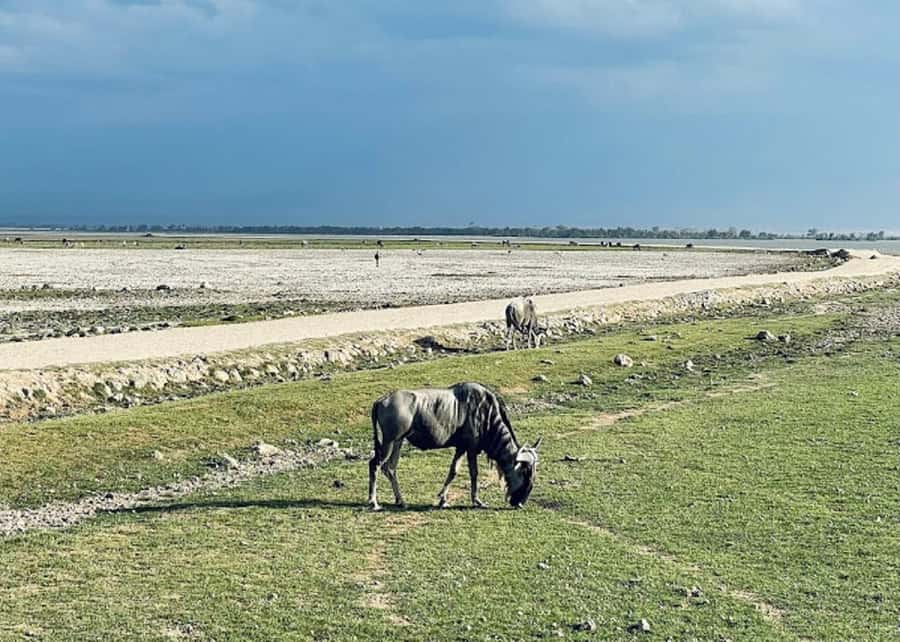 Amboseli National Park Day Trip and Maasai Village Visit - How to improve your chances of a good day