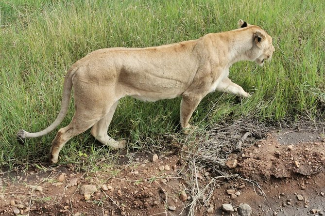Amboseli National park Day trip:Mt kilimanjaro Views - What the game drive may feel like