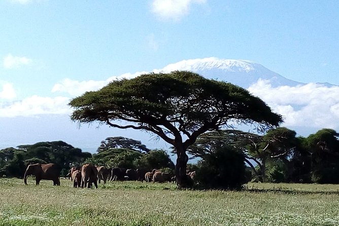Amboseli National park Day trip:Mt kilimanjaro Views - Who should book this day trip?