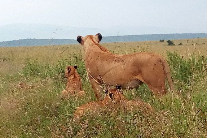 Amboseli National park Day trip:Mt kilimanjaro Views - Booking and cancellation details worth noting