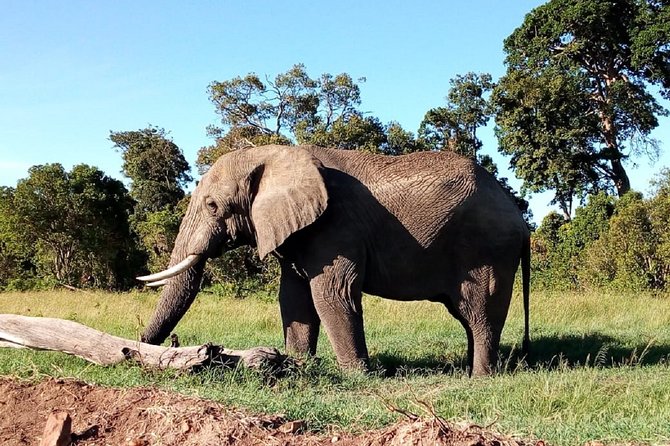 Amboseli National park Day trip:Mt kilimanjaro Views - The 3.5-hour drive from Nairobi