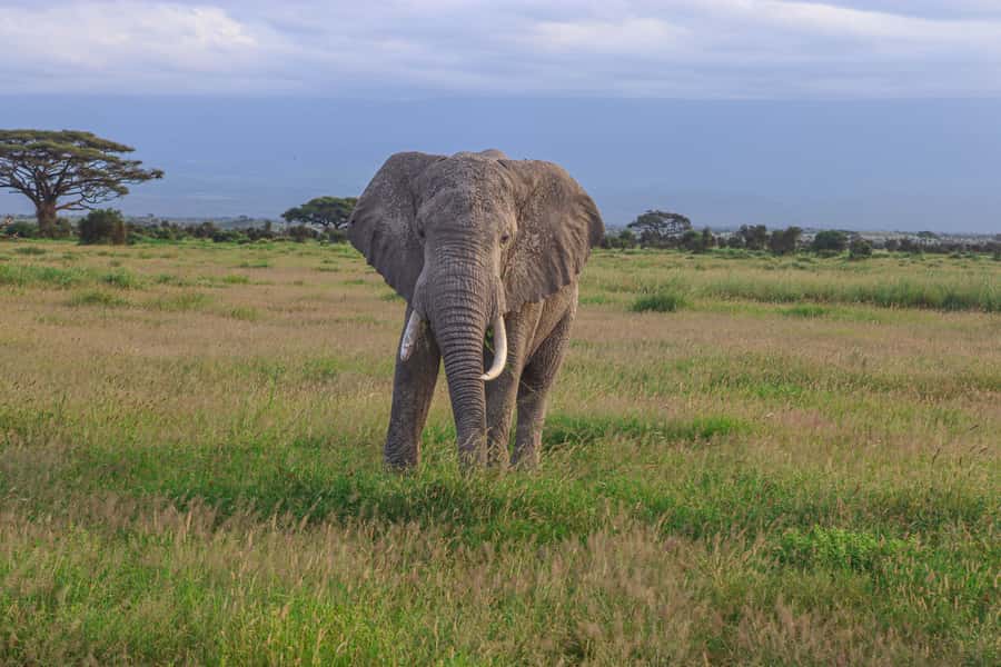 Amboseli National Park: Daytrip from Nairobi in a 4X4 Jeep - Why Amboseli Makes a Strong Nairobi Day Trip