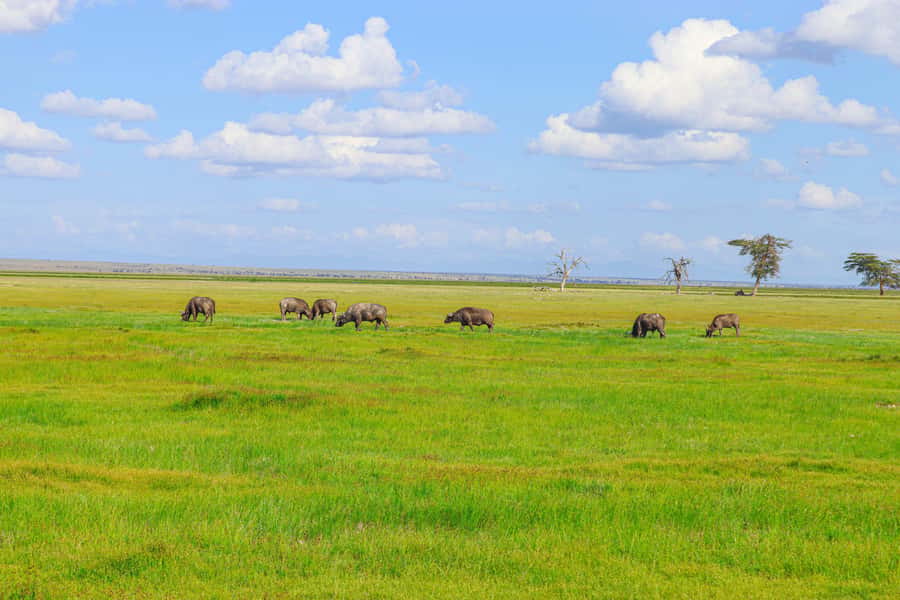 Amboseli National Park: Daytrip from Nairobi in a 4X4 Jeep - What You May See During the Five-Hour Game Drive