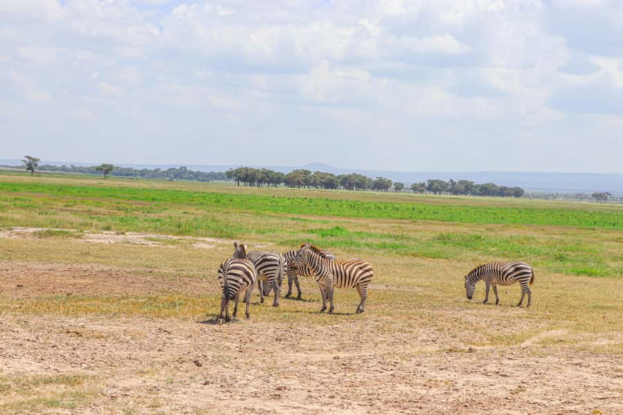 Amboseli National Park: Daytrip from Nairobi in a 4X4 Jeep - The Driver-Guide Makes the Difference