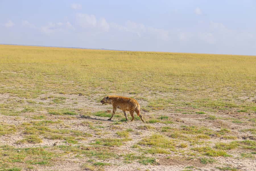 Amboseli National Park: Daytrip from Nairobi in a 4X4 Jeep - Lunch and a Two-Hour Break at Kibo Safari Camp