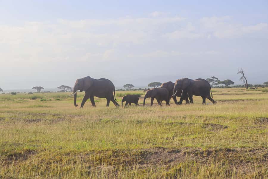 Amboseli National Park: Daytrip from Nairobi in a 4X4 Jeep - The Return to Nairobi