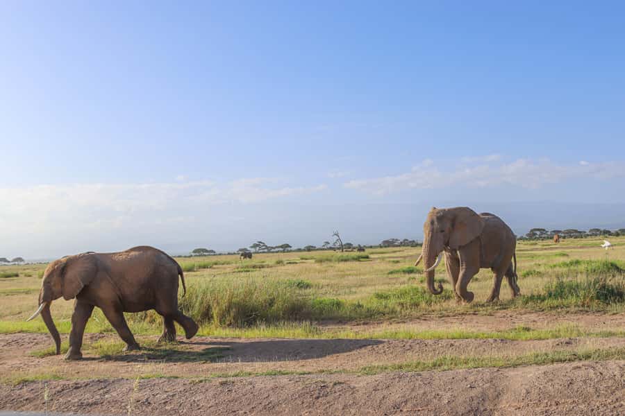 Amboseli National Park: Daytrip from Nairobi in a 4X4 Jeep - Practical Preparation for a Rain-or-Shine Safari