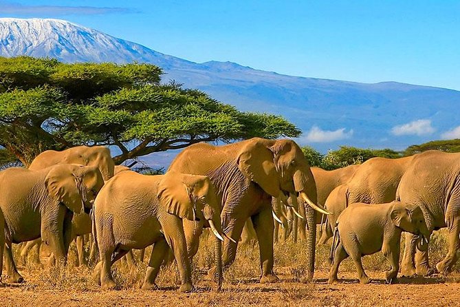 Amboseli National Park Full Day Guided Tour - Four Hours on the Road, Then the Pop-Up Roof