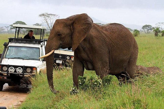 Amboseli National Park Full Day Guided Tour - Mt. Kilimanjaro Is the Big Bonus