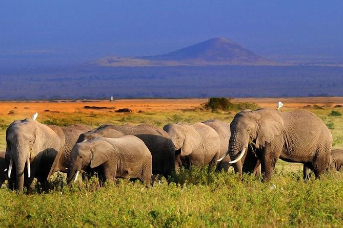 Amboseli National Park Full Day Guided Tour - Is $195 a Fair Price?