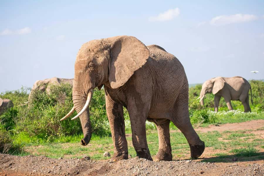 Amboseli National Park: Full Day Tour From Nairobi - Key points to know before booking