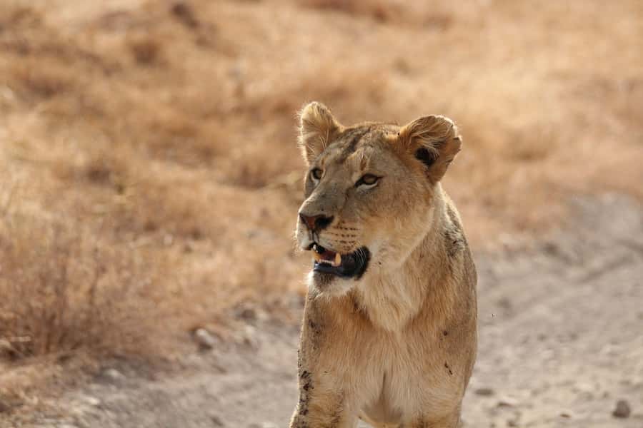 Amboseli National Park: Full Day Tour From Nairobi - Why Amboseli works so well for a day trip