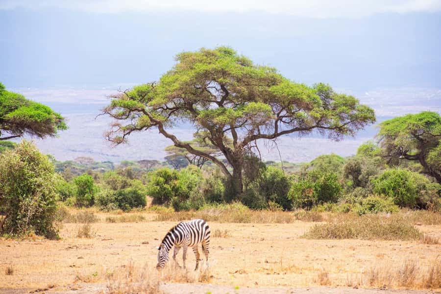 Amboseli National Park: Full Day Tour From Nairobi - Entering Amboseli National Park