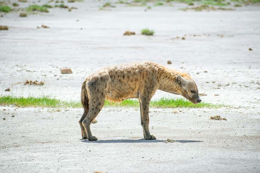 Amboseli National Park: Full Day Tour From Nairobi - The ride back to Nairobi