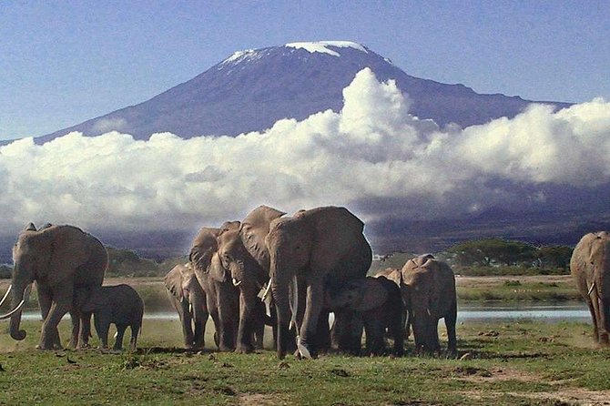 Amboseli National Park: Guided Full Day Tour - Why Amboseli works so well for a one day safari