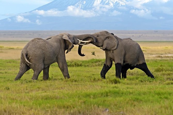 Amboseli National Park: Guided Full Day Tour - Entering Amboseli National Park