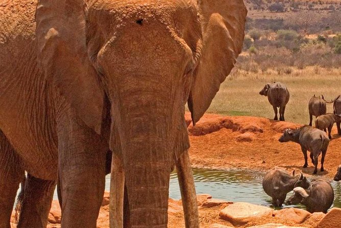 Amboseli National Park: Guided Full Day Tour - The early trip from Nairobi